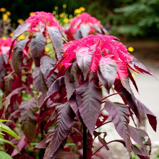 300 Red Molten Fire Amaranthus Flower Seeds for Summer Blooms