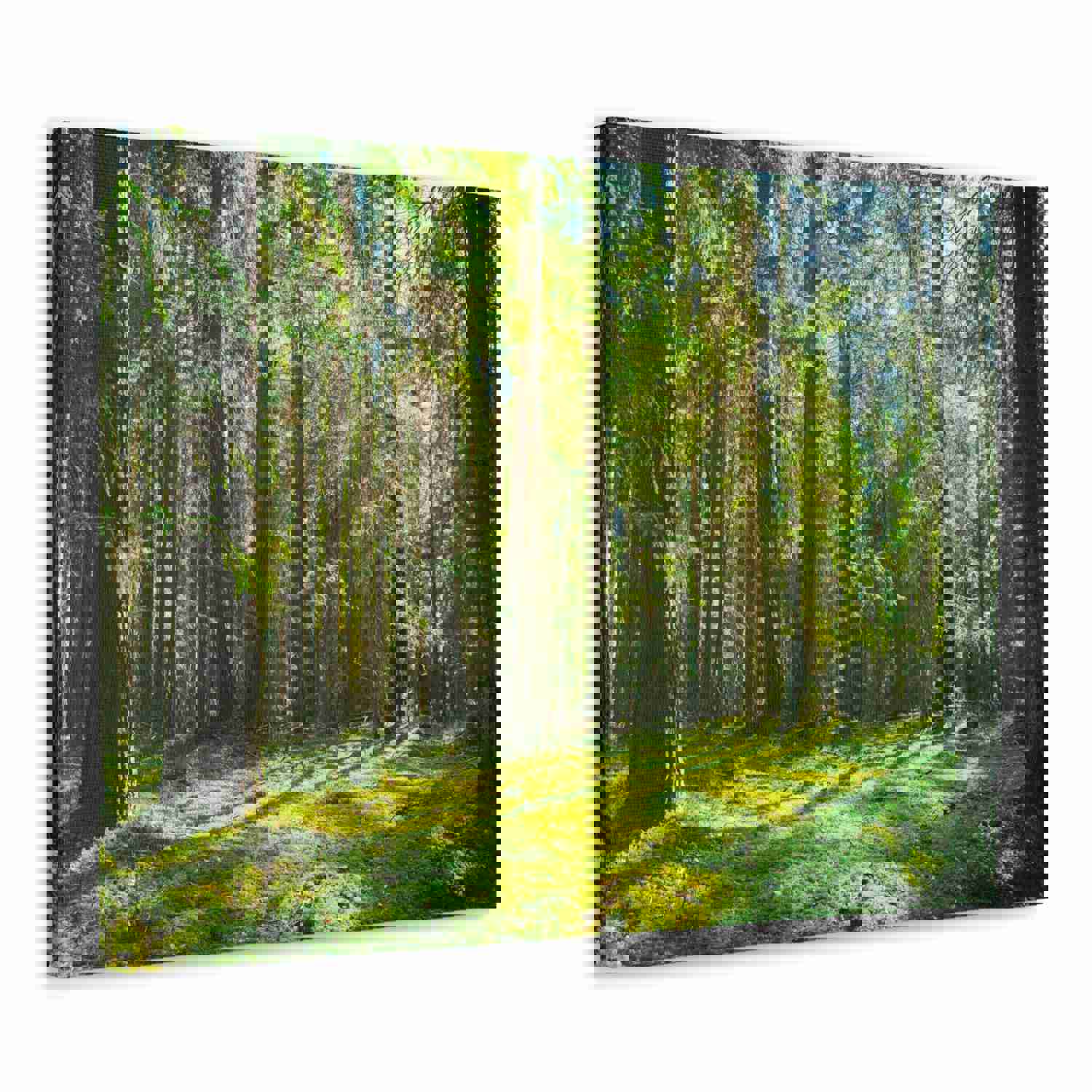Sunlight Green Forest Tree Nature Wilderness Photography Canvas Wall Art for Home Decor