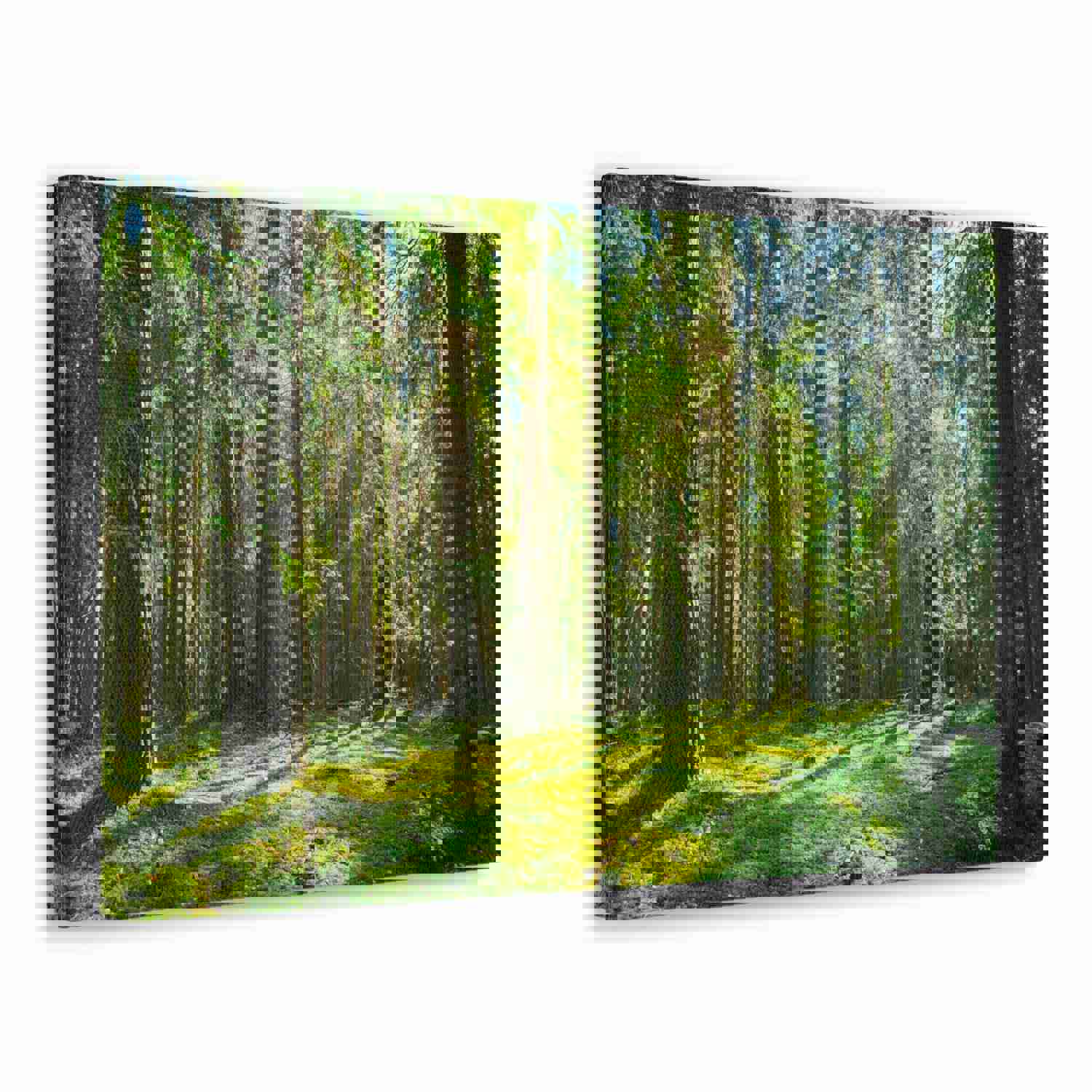 Sunlight Green Forest Tree Nature Wilderness Photography Canvas Wall Art for Home Decor