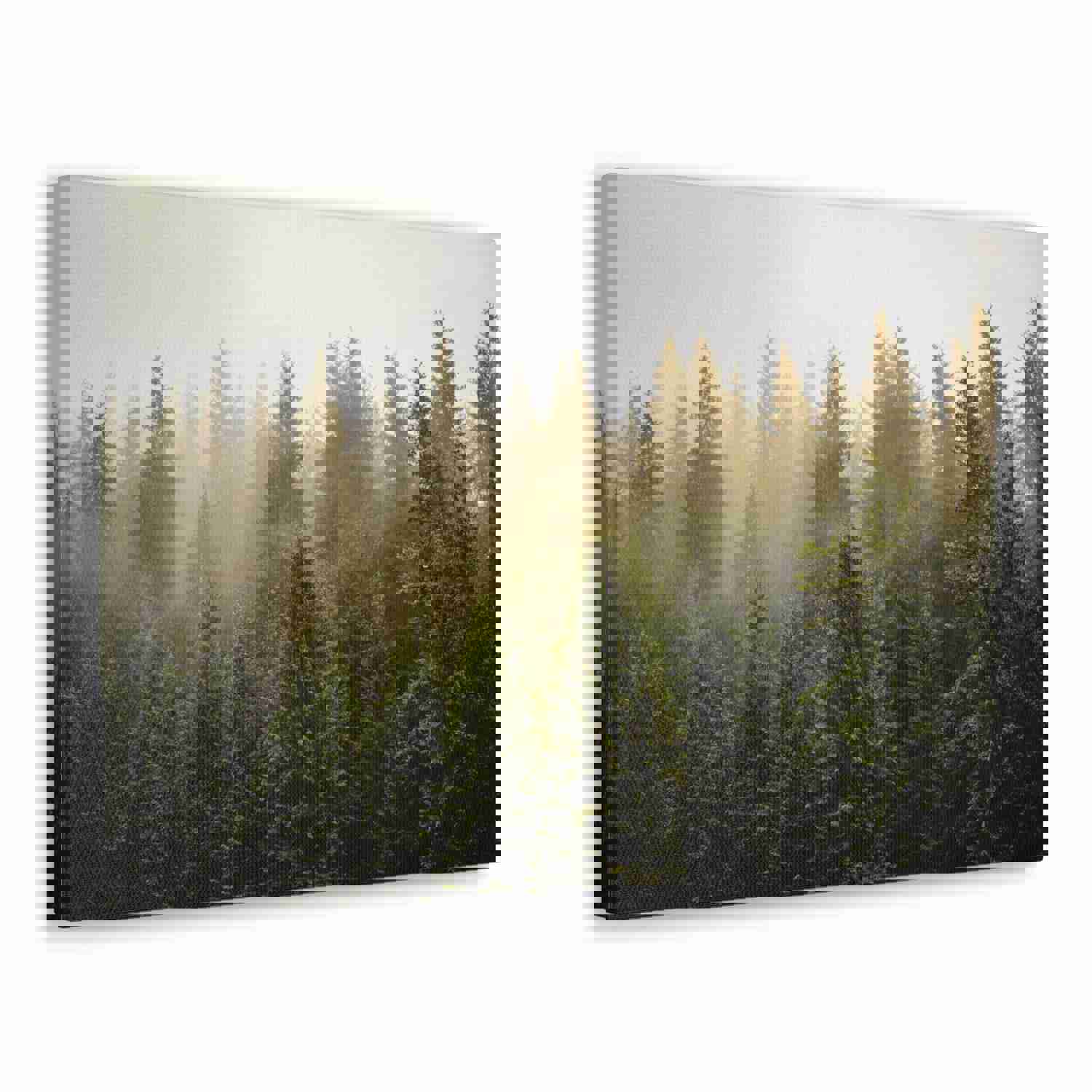 Misty Pine Tree Forest Nature Wilderness Photography Canvas Wall Art for Home Decor