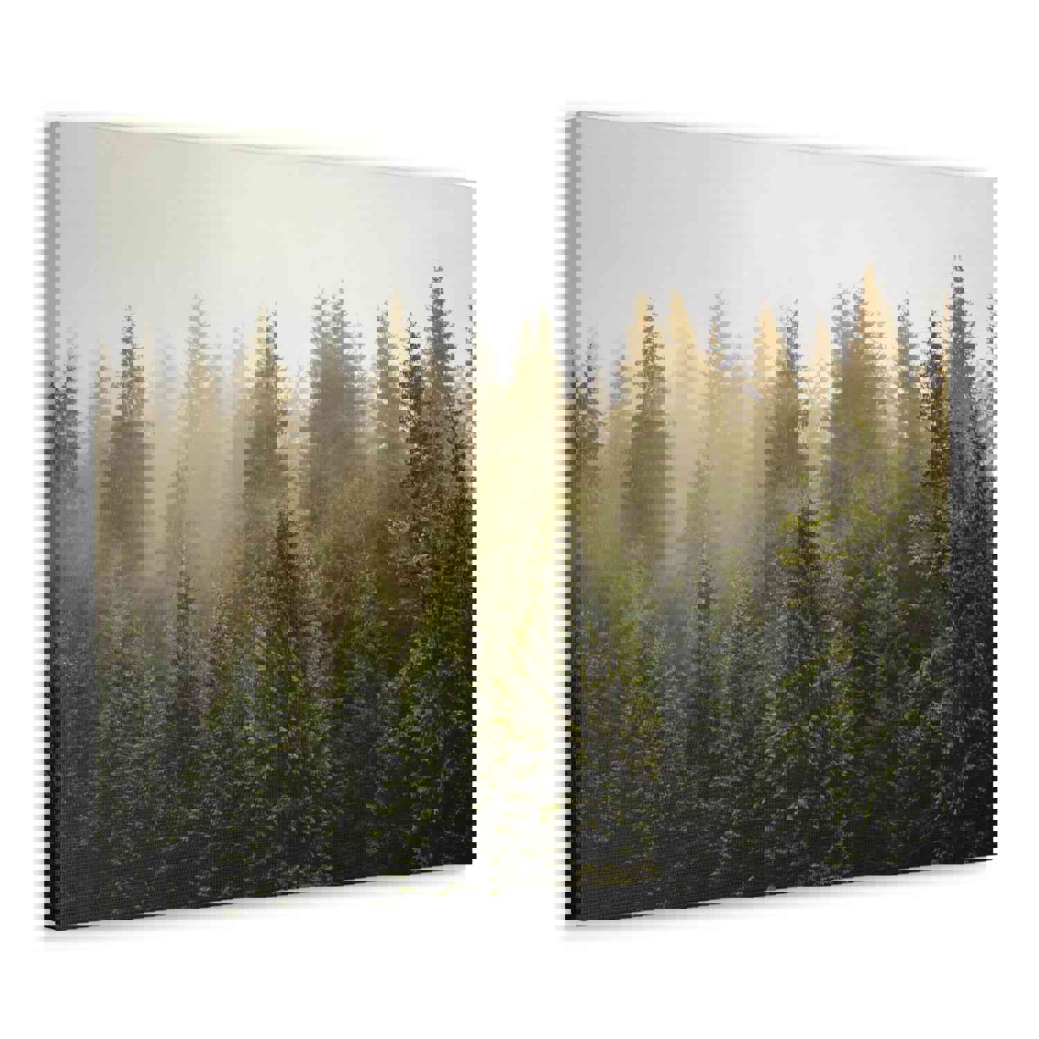 Misty Pine Tree Forest Nature Wilderness Photography Canvas Wall Art for Home Decor