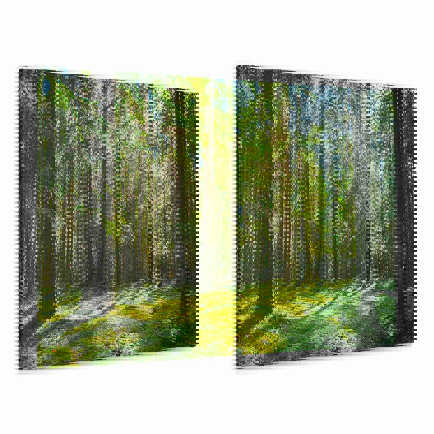 Sunlight Green Forest Tree Nature Wilderness Photography Canvas Wall Art for Home Decor