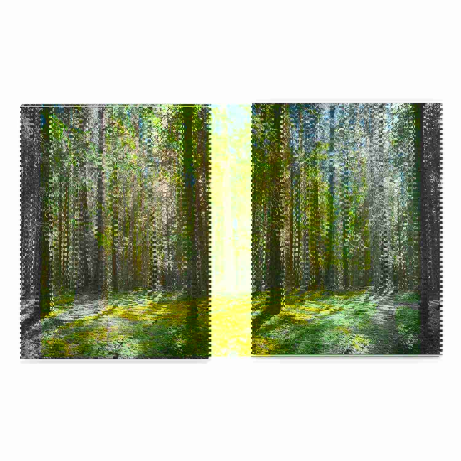 Sunlight Green Forest Tree Nature Wilderness Photography Canvas Wall Art for Home Decor