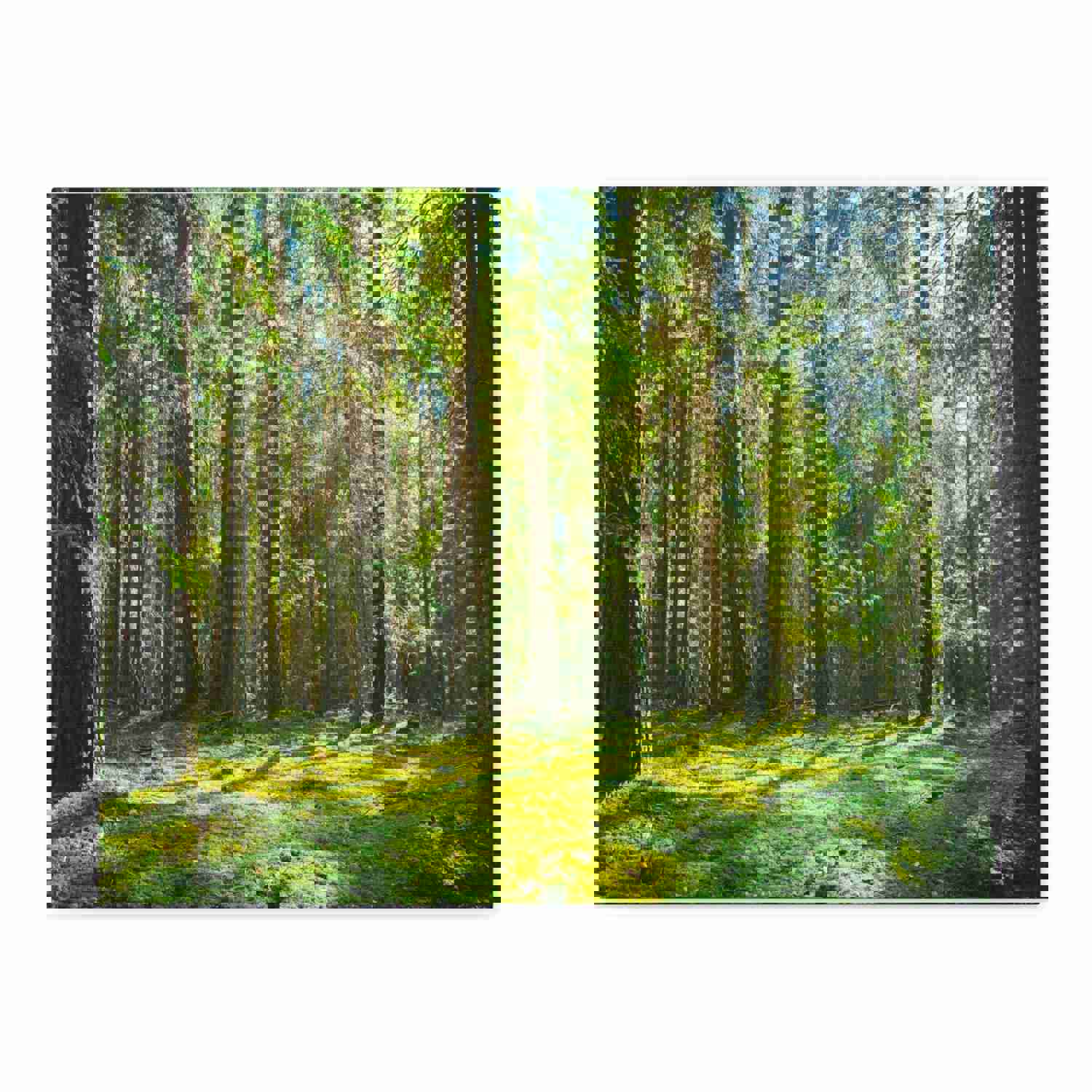 Sunlight Green Forest Tree Nature Wilderness Photography Canvas Wall Art for Home Decor