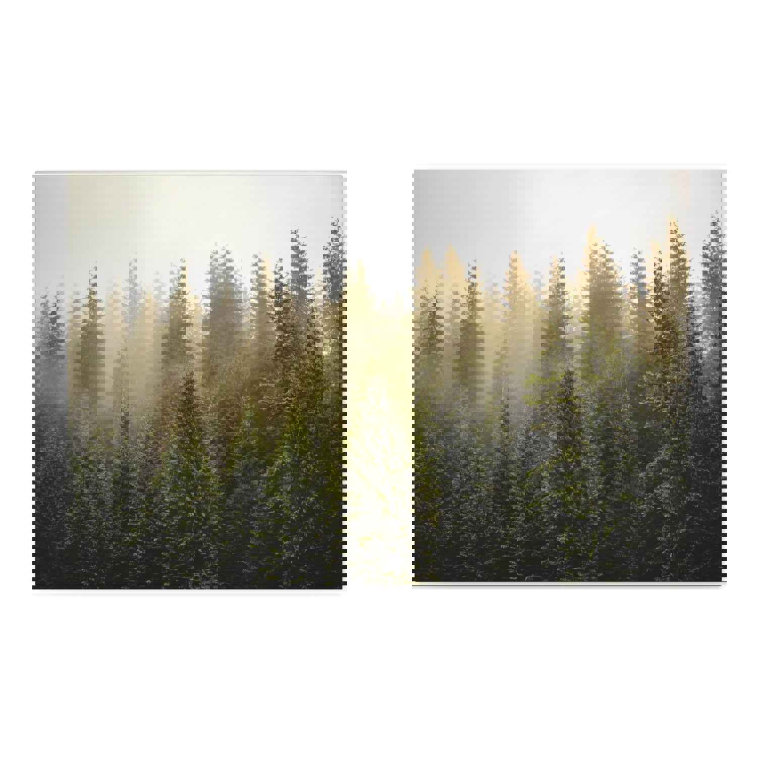 Misty Pine Tree Forest Nature Wilderness Photography Canvas Wall Art for Home Decor