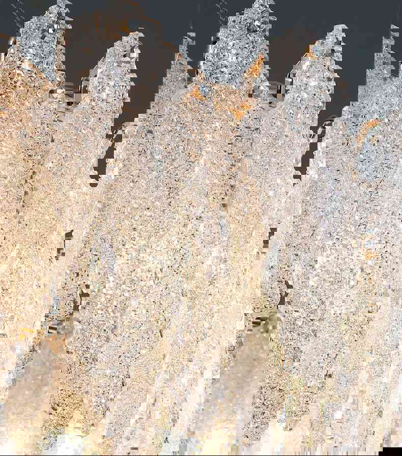 MIRODEMI® Rectangle Gold Frosted Glass Leaf Chandelier for Living Room, Bedroom, Kitchen