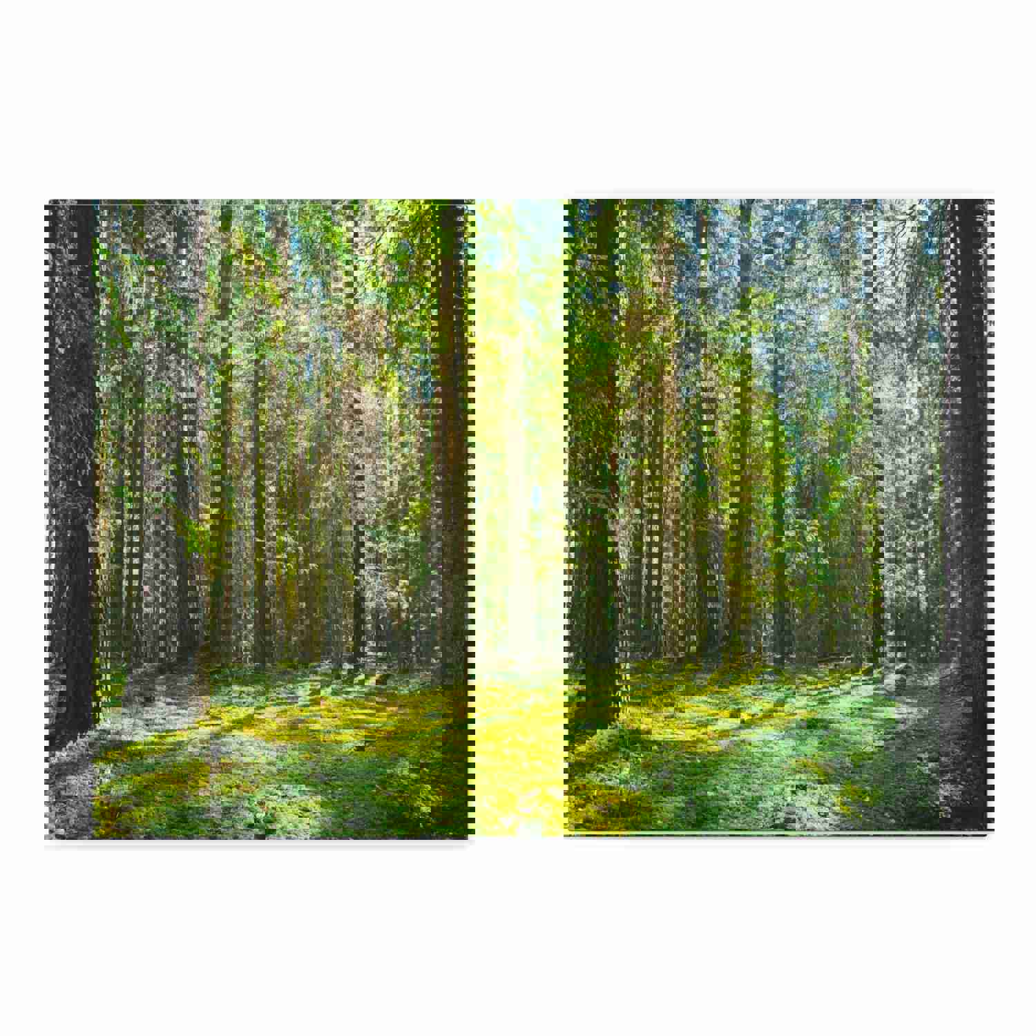 Sunlight Green Forest Tree Nature Wilderness Photography Canvas Wall Art for Home Decor