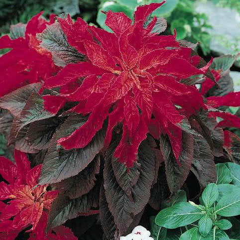 300 Red Molten Fire Amaranthus Flower Seeds for Summer Blooms