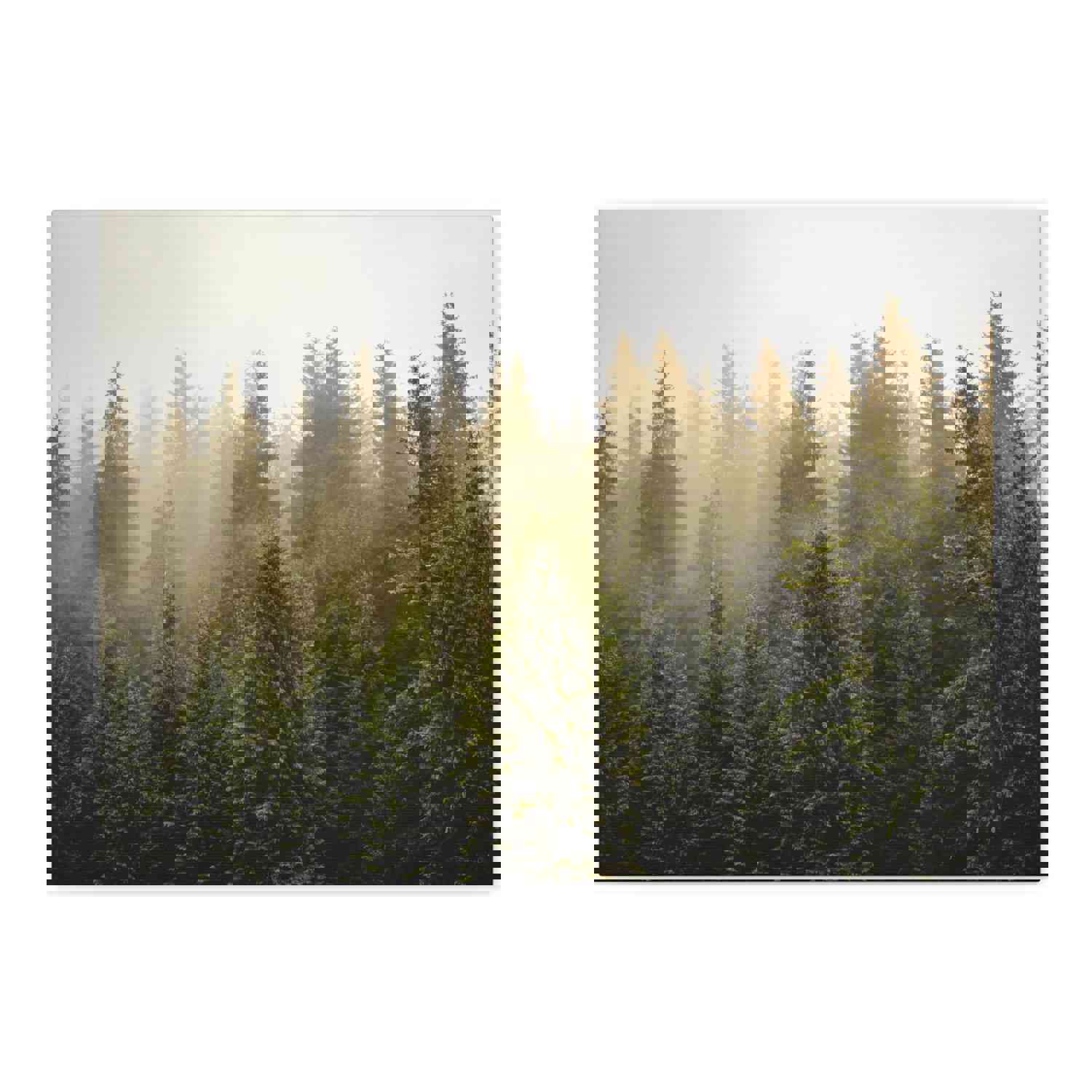 Misty Pine Tree Forest Nature Wilderness Photography Canvas Wall Art for Home Decor