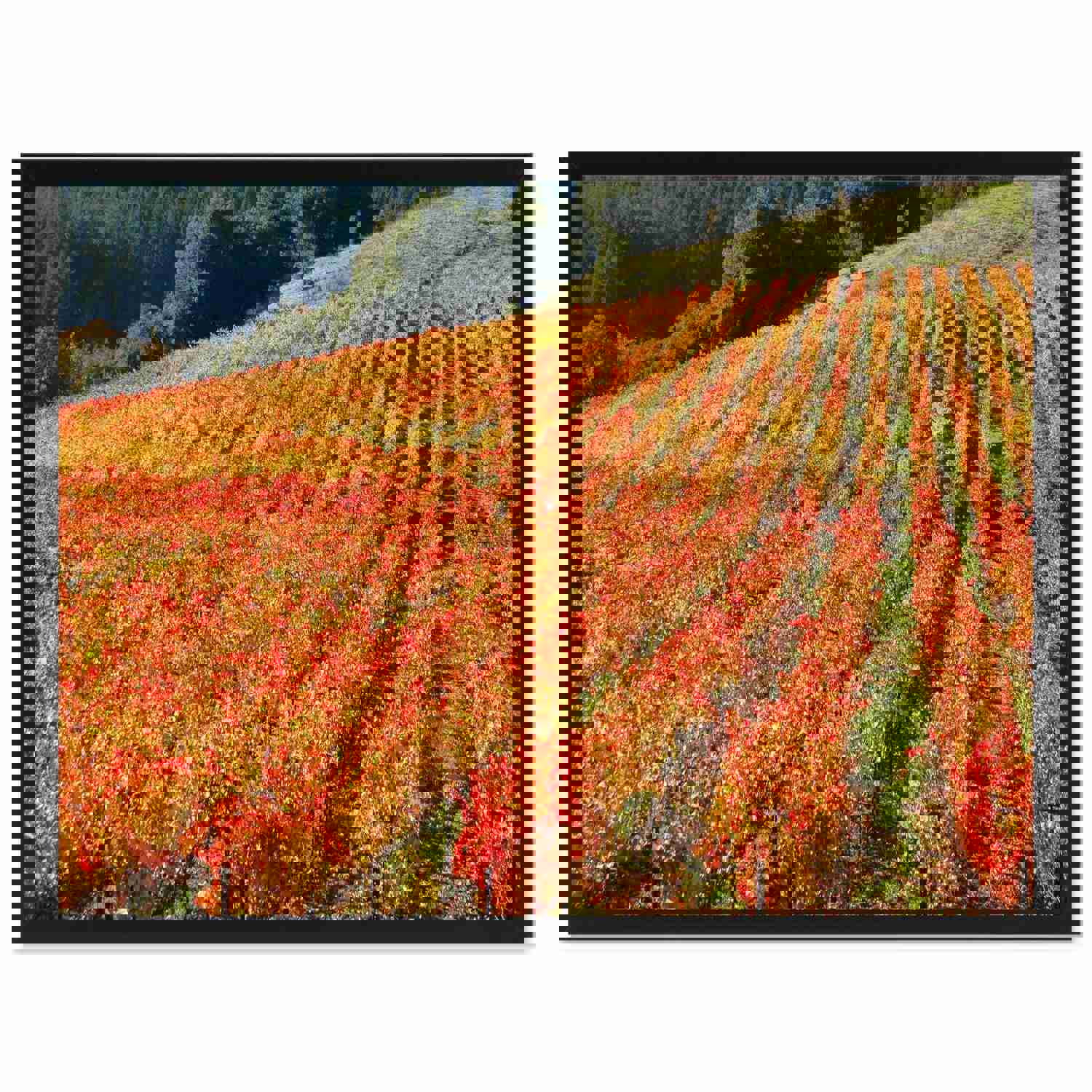 Sonoma Wine Country Landscape Photo Canvas Print - Home Décor Wall Art Gift