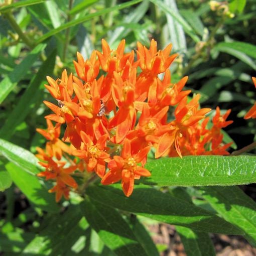 50 Orange Butterfly Weed Flower Seeds - Asclepias tuberosa