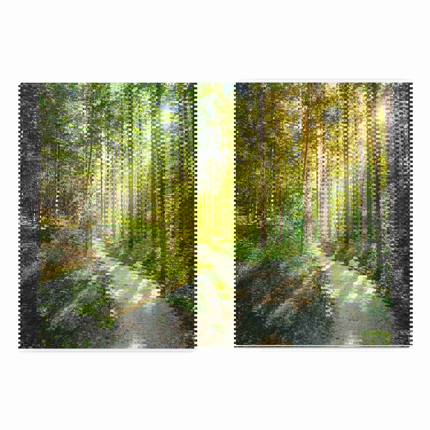 Sunlight Through Green Forest Path Nature Photography Canvas Wall Art