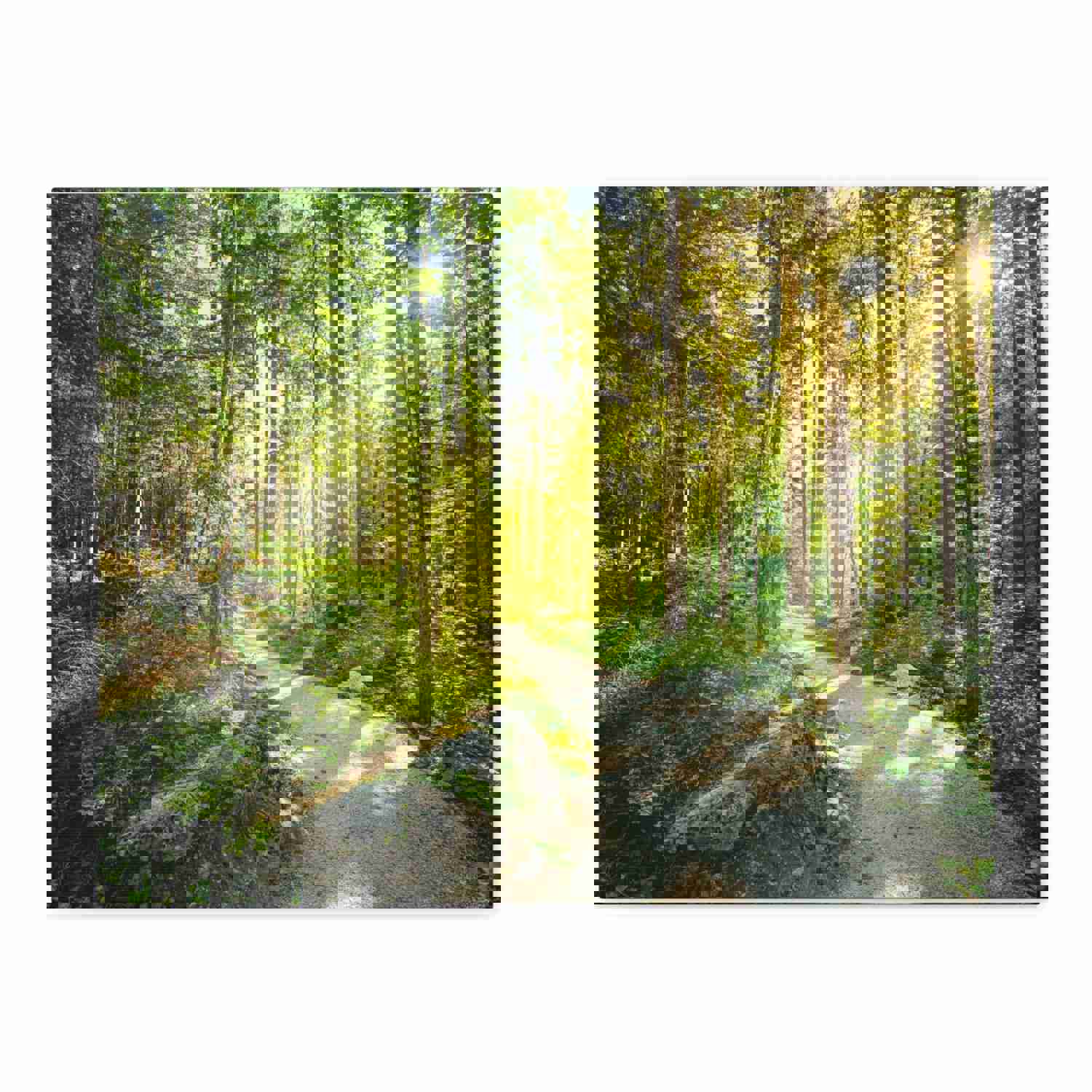 Sunlight Through Green Forest Path Nature Photography Canvas Wall Art