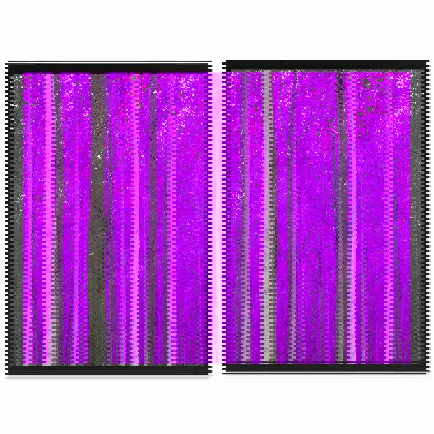 Autumn Tree Purple Landscape Photo Canvas Print Wall Art for Home Décor