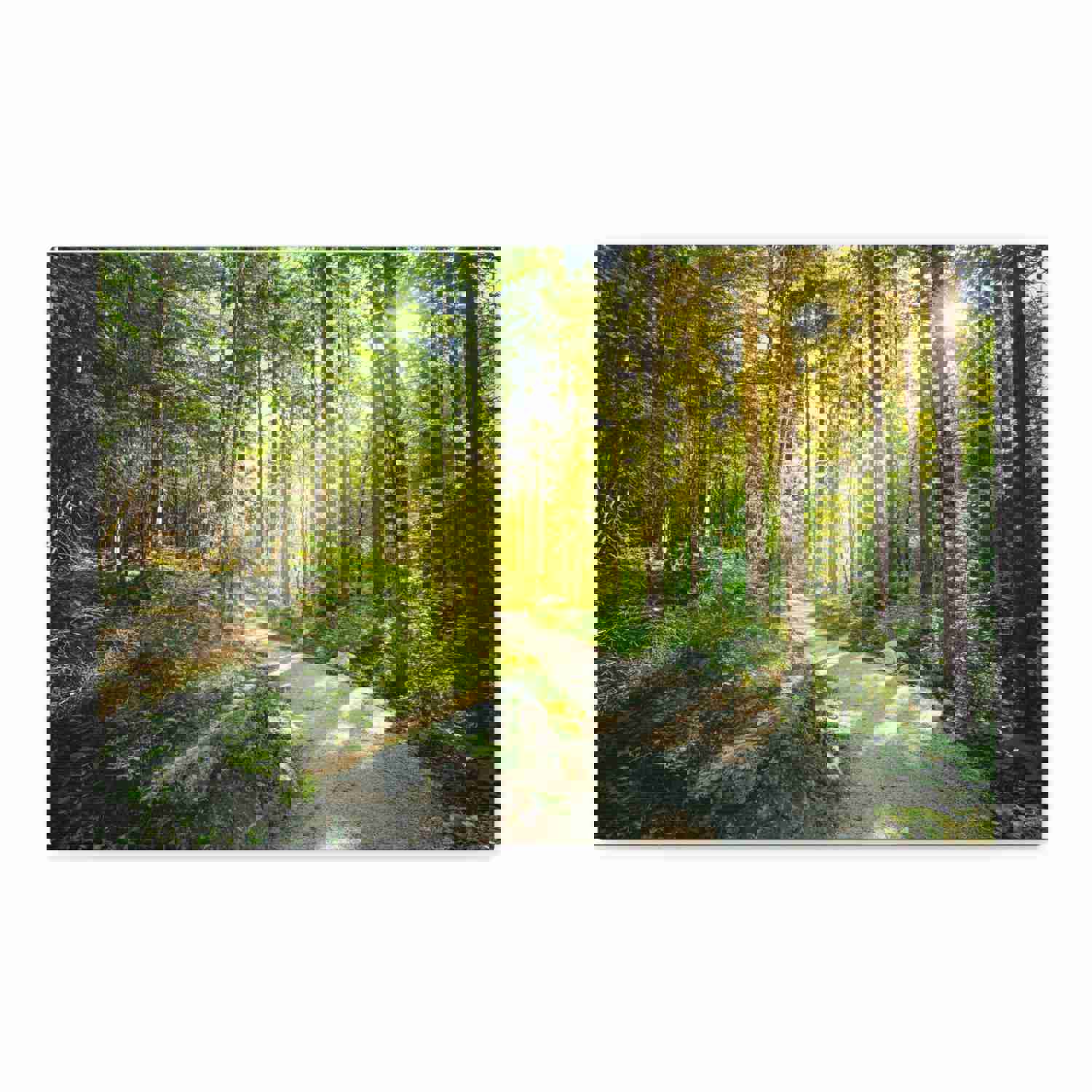 Sunlight Through Green Forest Path Nature Photography Canvas Wall Art