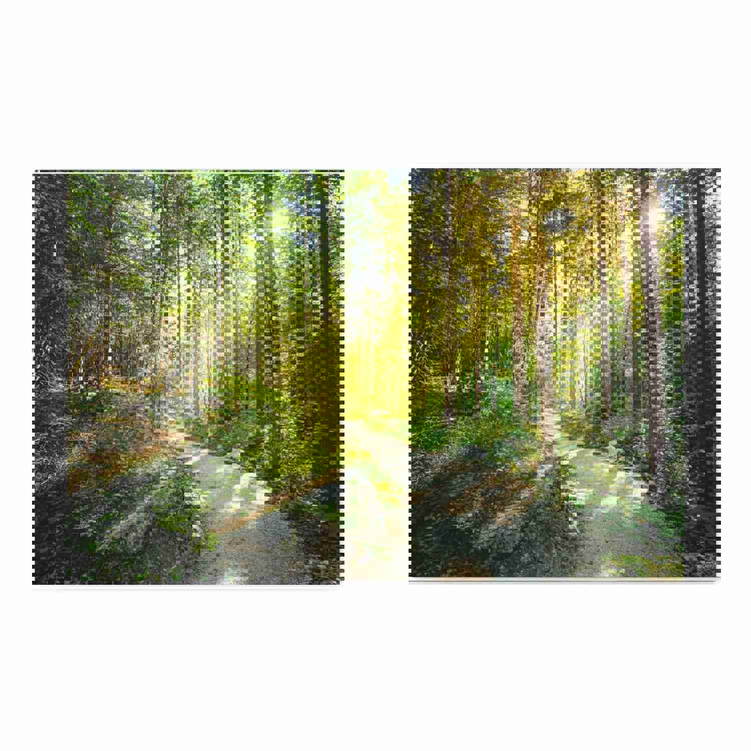 Sunlight Through Green Forest Path Nature Photography Canvas Wall Art