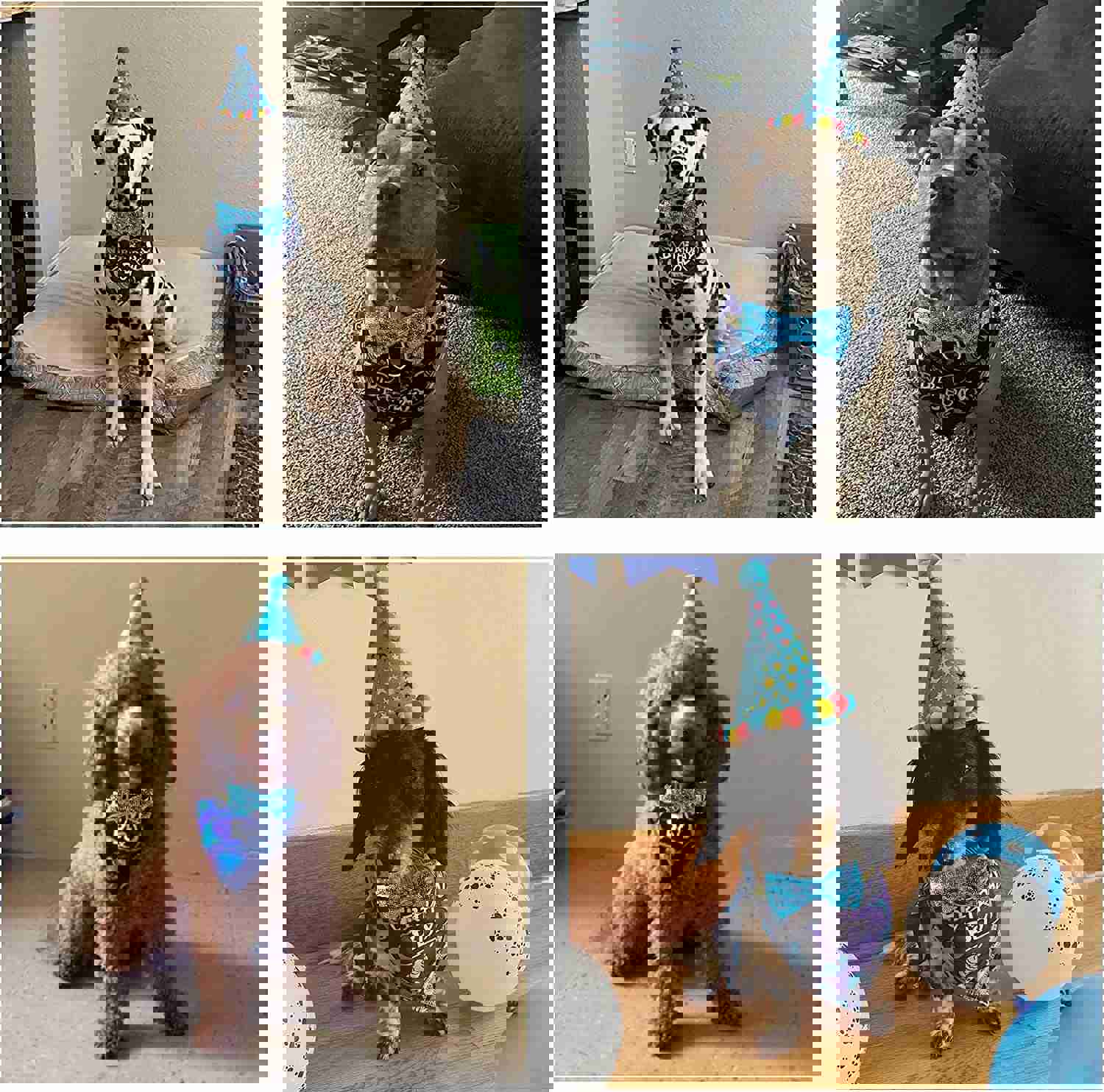 TCBOYING Dog Birthday Party Supplies Set - Bandana, Hat, and Bow Tie for Small to Medium Dogs