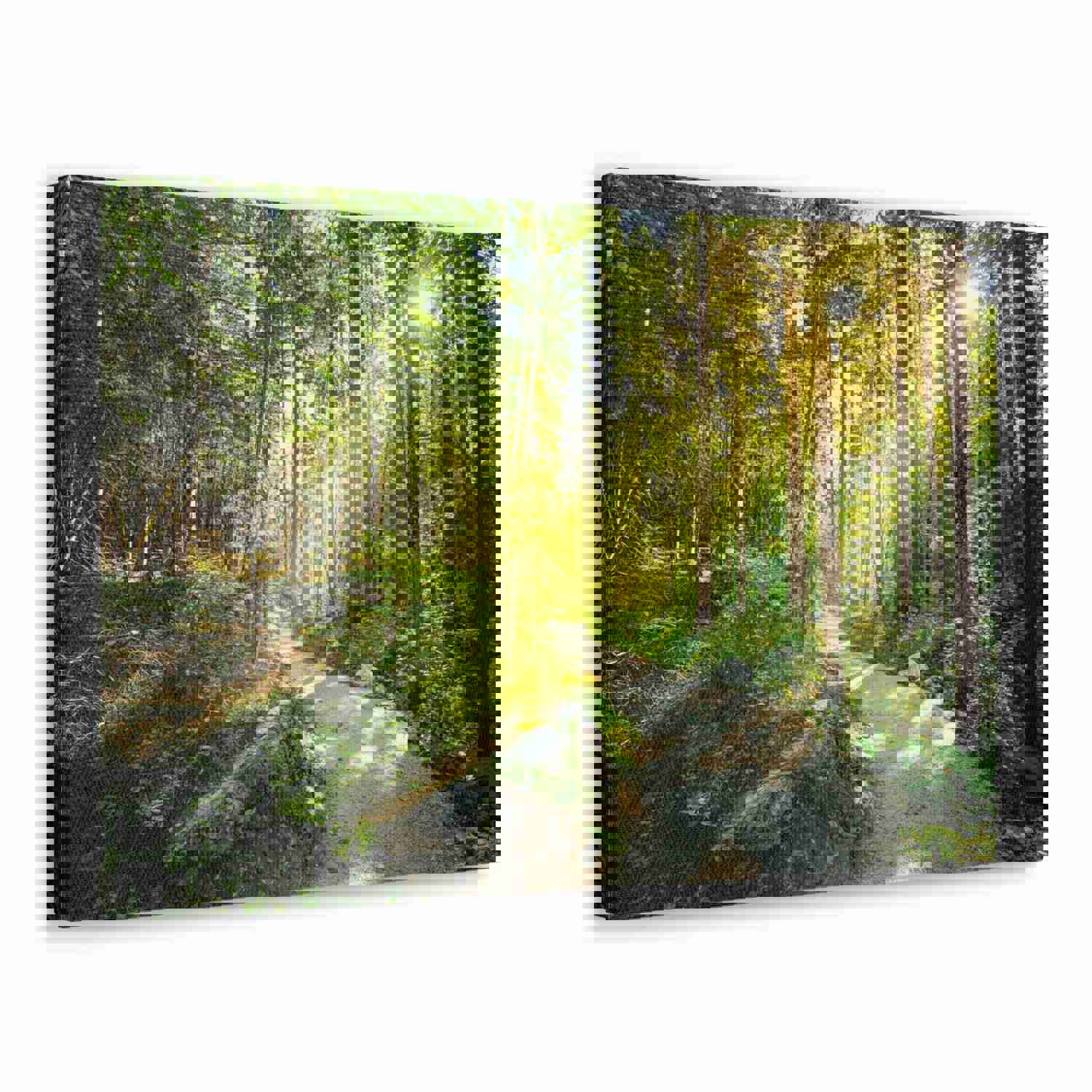 Sunlight Through Green Forest Path Nature Photography Canvas Wall Art