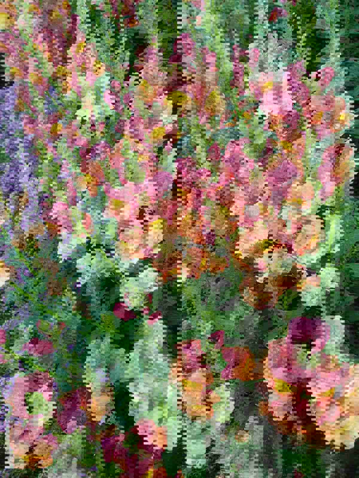 100 Rocket Bronze Snapdragon Flower Seeds