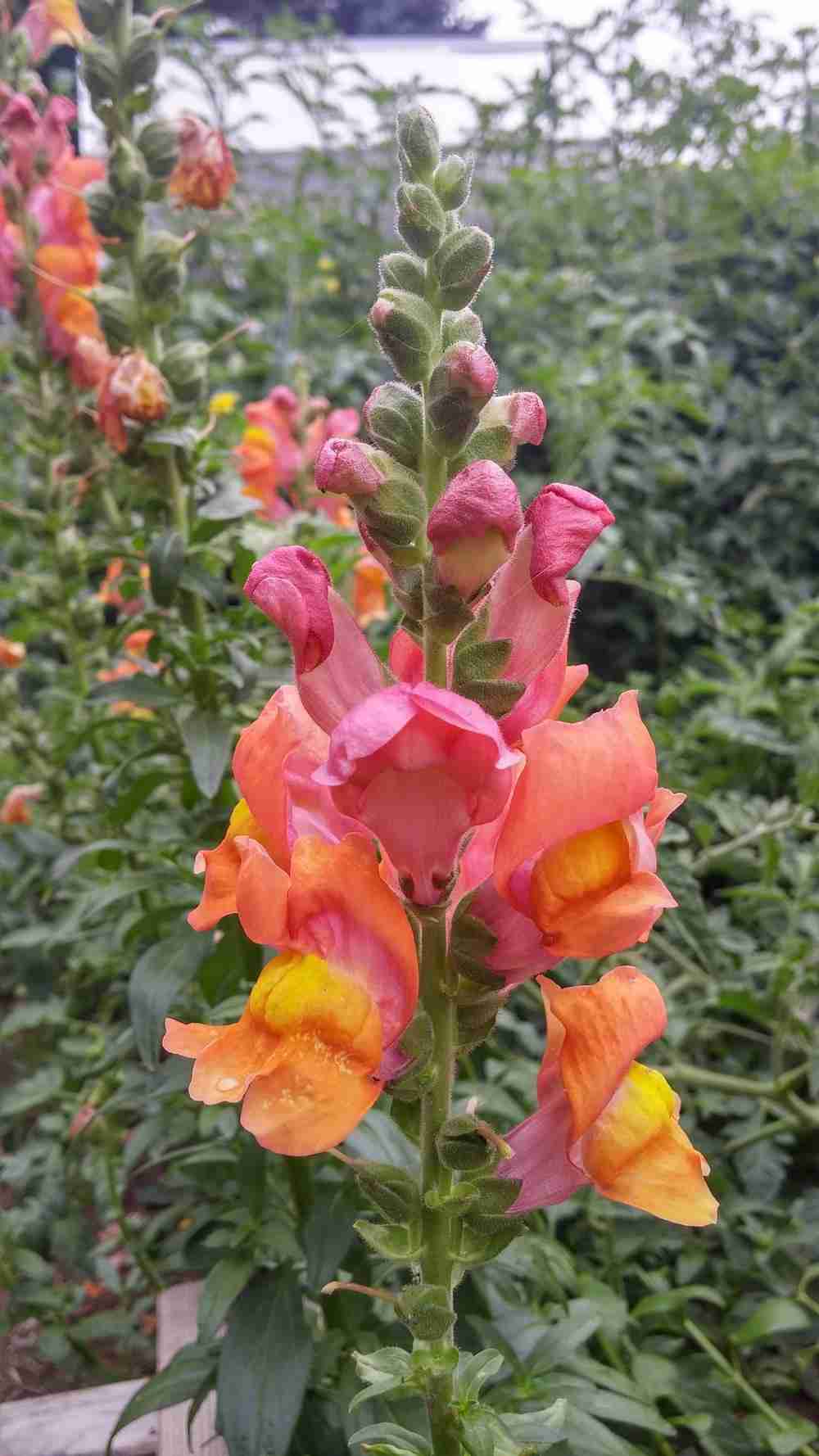 100 Rocket Bronze Snapdragon Flower Seeds