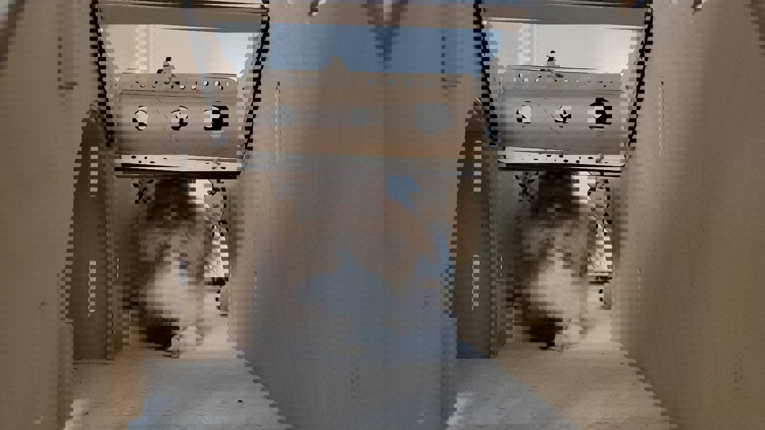 Halloween Trick or Treat Series - Add-on Roller for Small Pets Bunny Enrichment Puzzle Toys