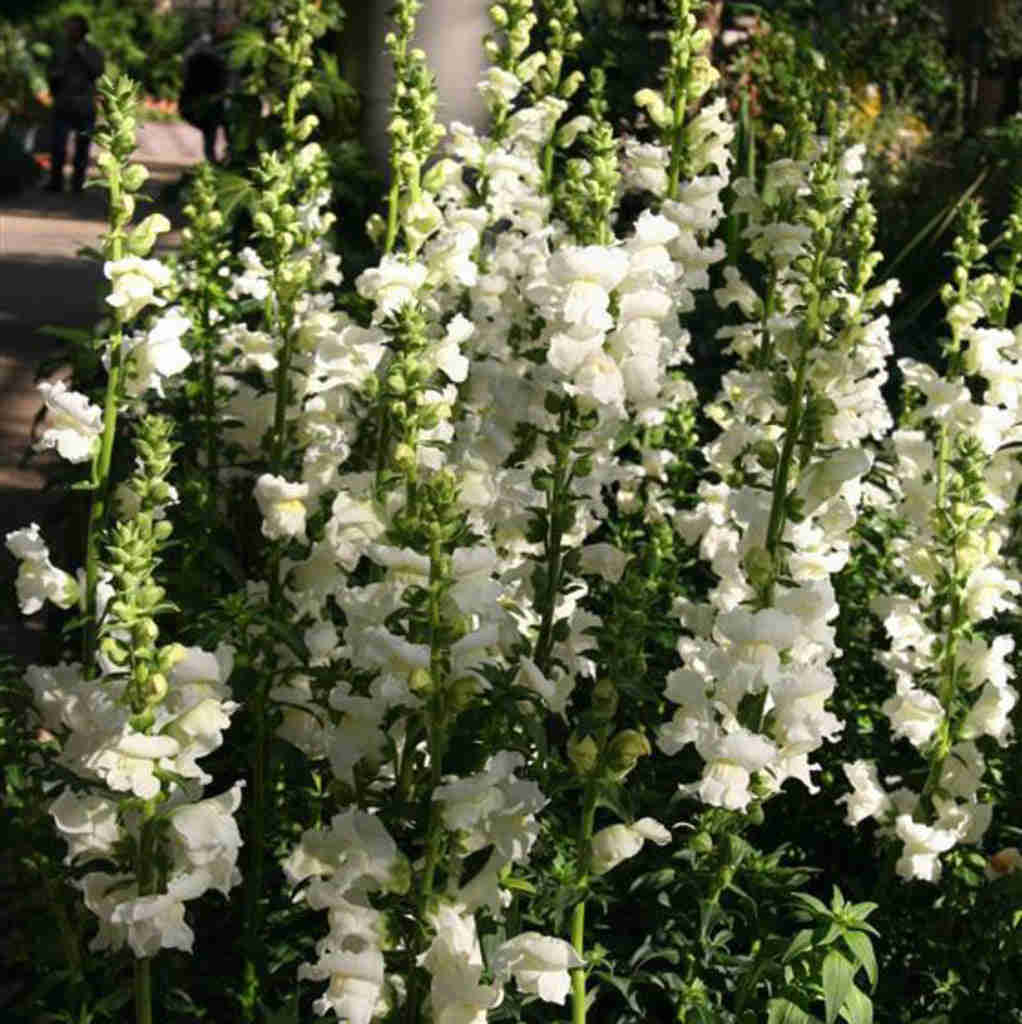 100 Rocket White Snapdragon Flower Seeds - Bright White Azalea-Type Blooms