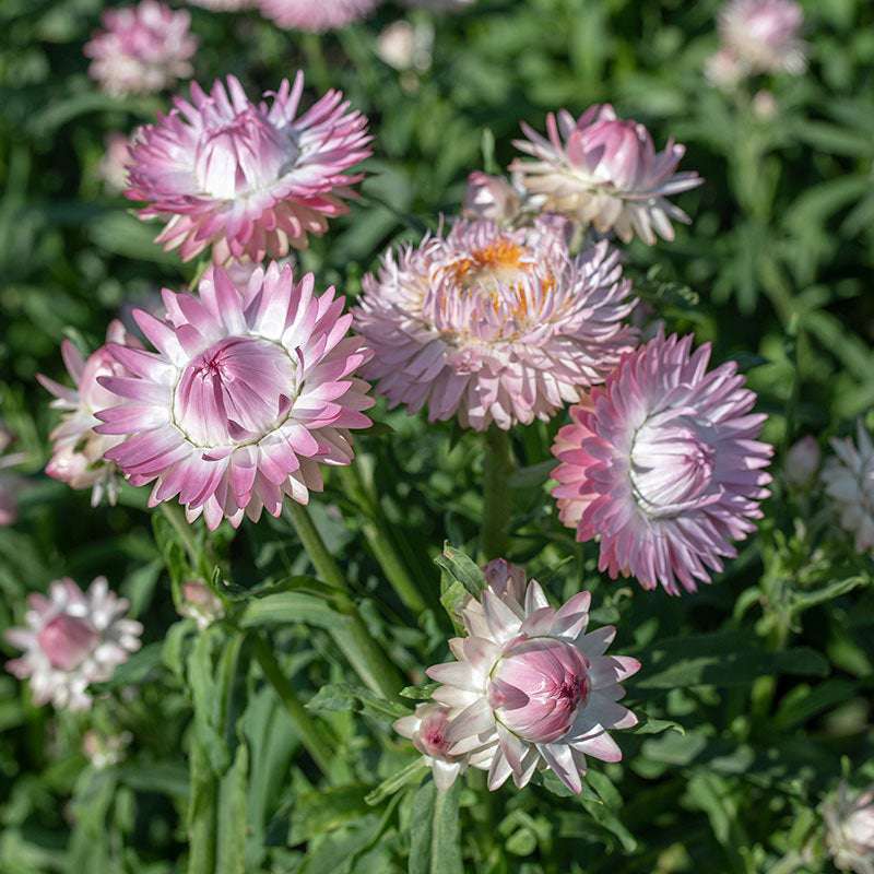 100 Blushing Bride Silver Rose Strawflower Flower Seeds