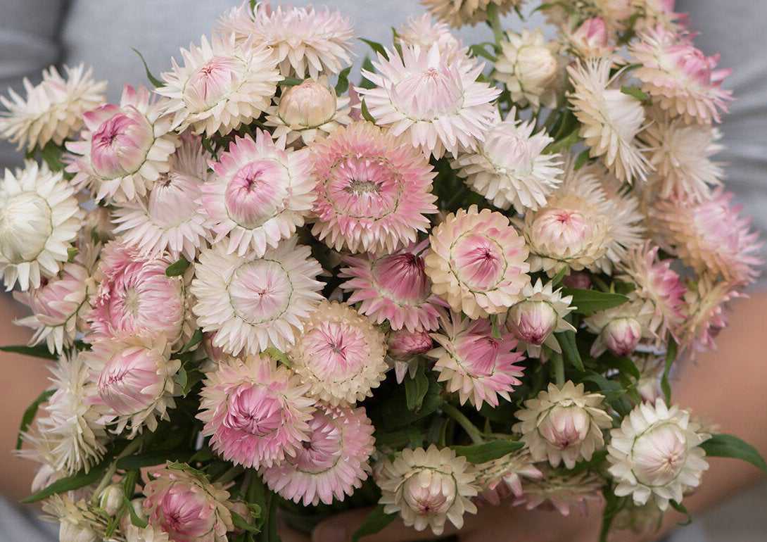 100 Blushing Bride Silver Rose Strawflower Flower Seeds