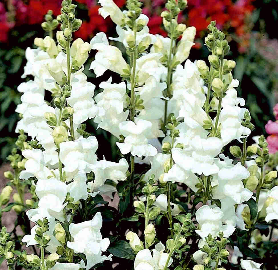 100 Rocket White Snapdragon Flower Seeds - Bright White Azalea-Type Blooms