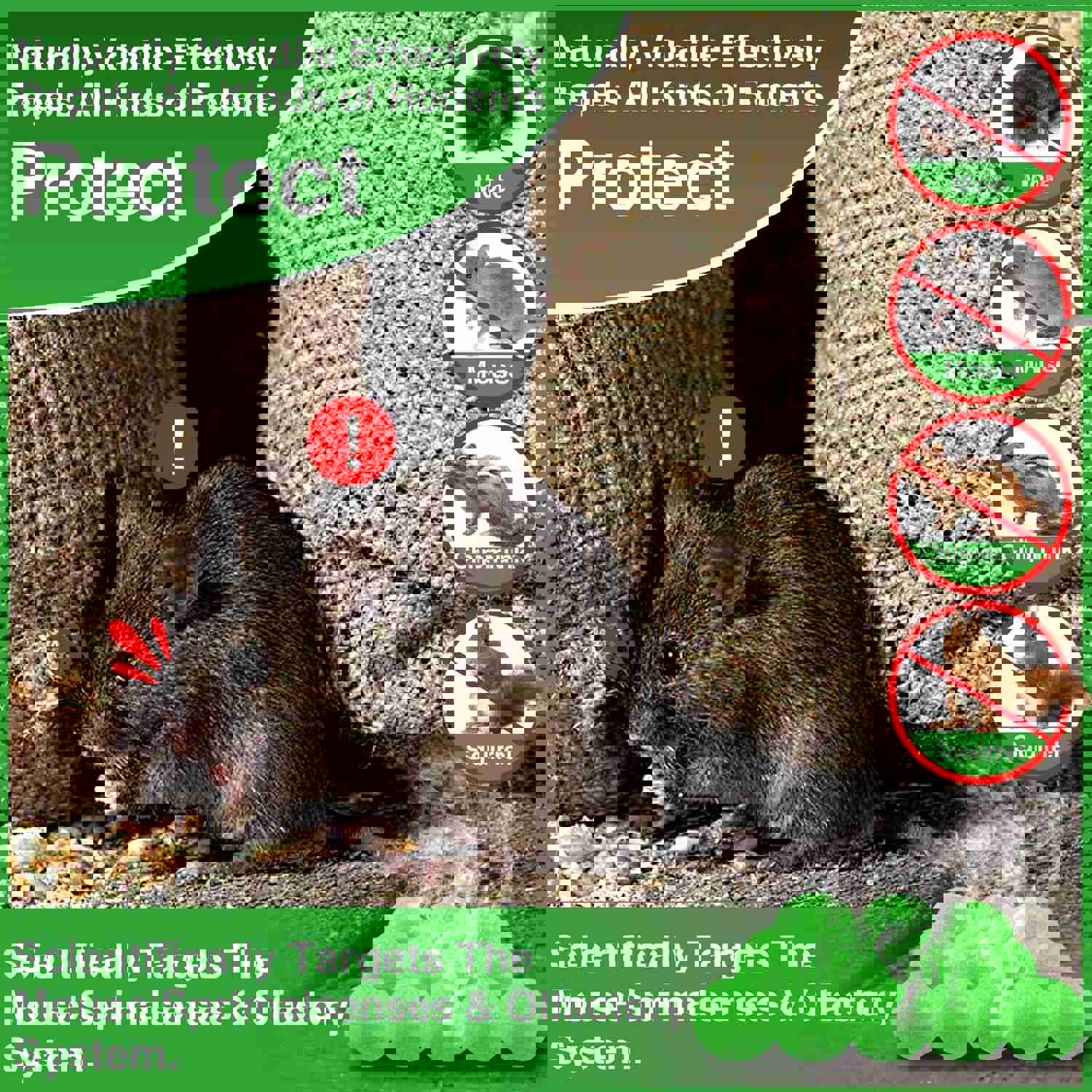 EverField Peppermint Oil Rodent Repellent - 12 Pack, Safe & Natural Pest Control for Indoor & Outdoor Use