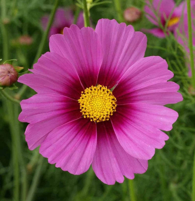 300 Complete Mix Cosmos Flower Seeds