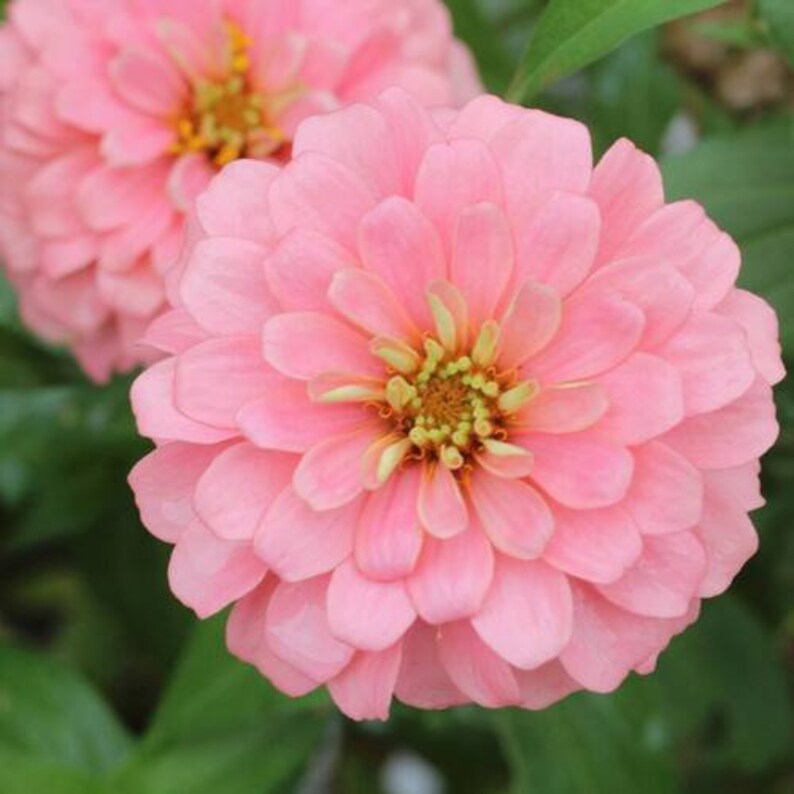 100 Pastel Mix Zinnia Flower Seeds
