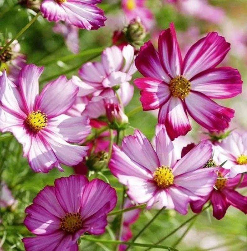 300 Complete Mix Cosmos Flower Seeds