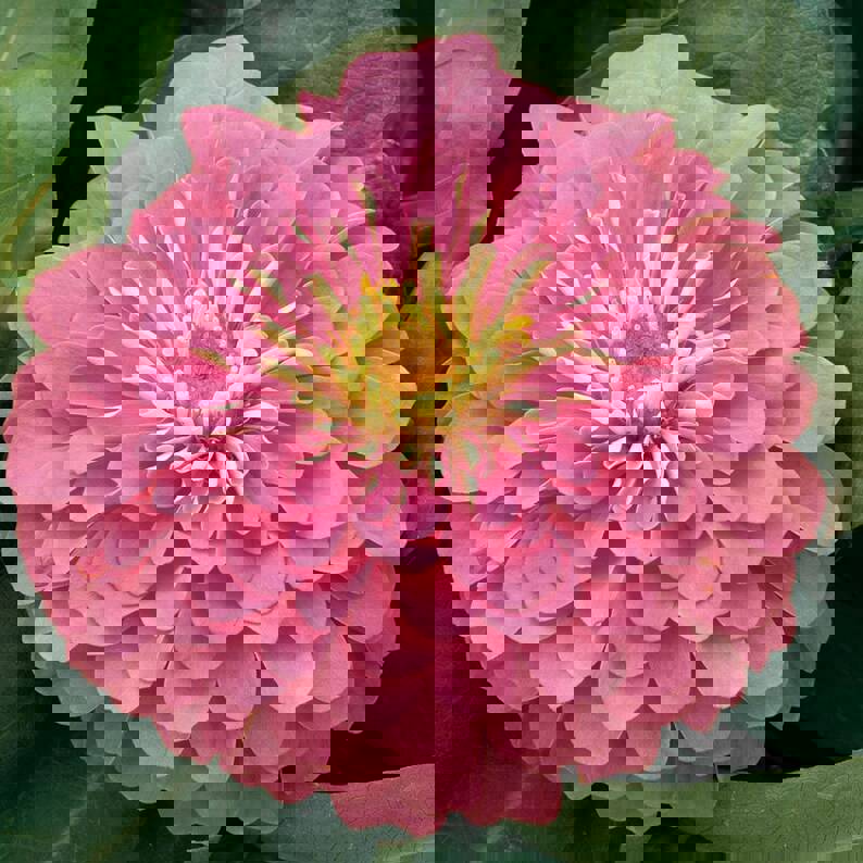 100 Pastel Mix Zinnia Flower Seeds