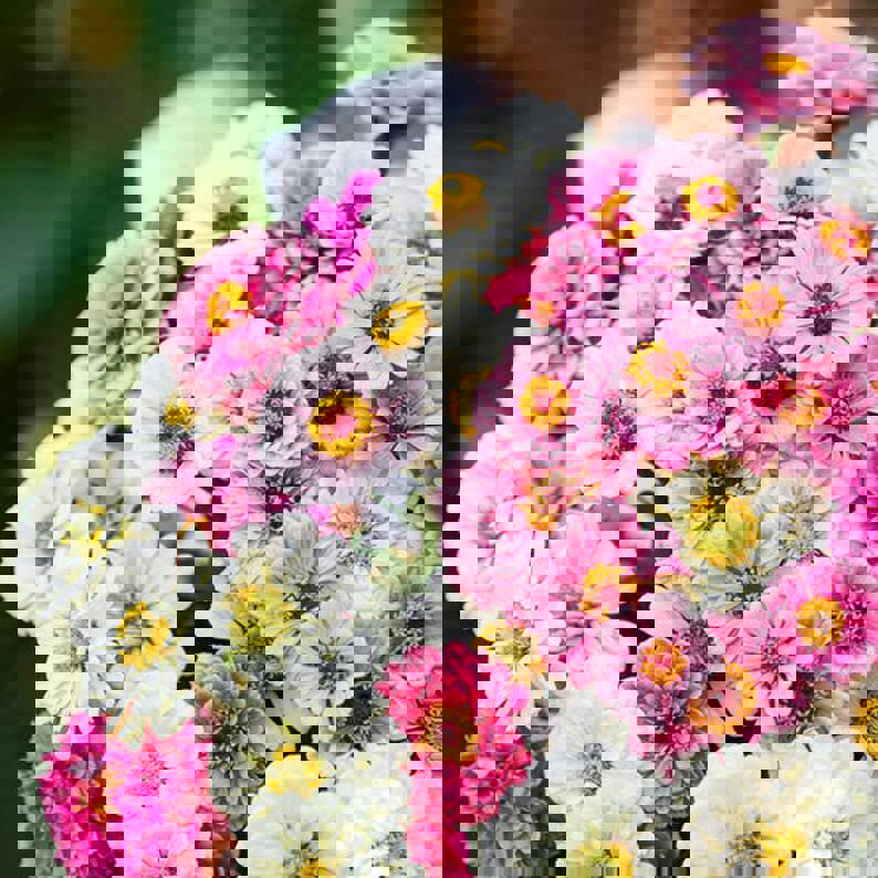 100 Pastel Mix Zinnia Flower Seeds