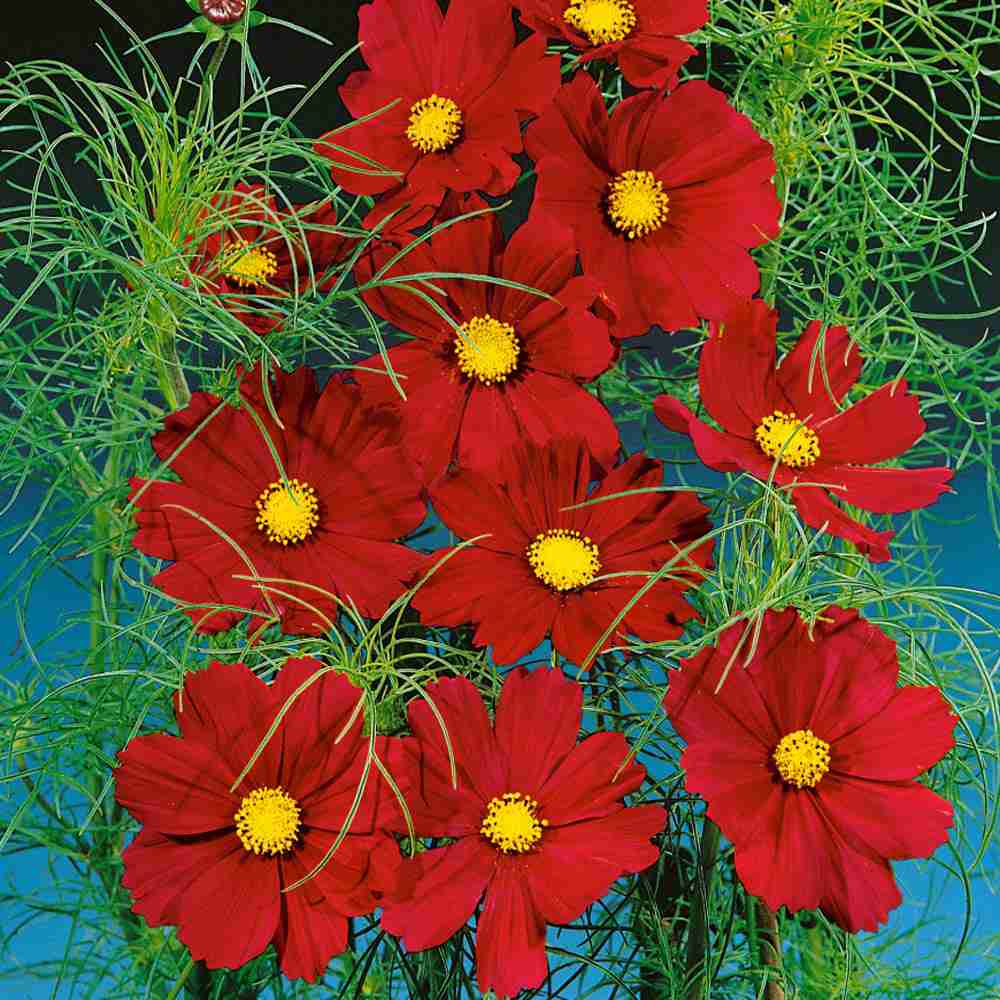300 Complete Mix Cosmos Flower Seeds