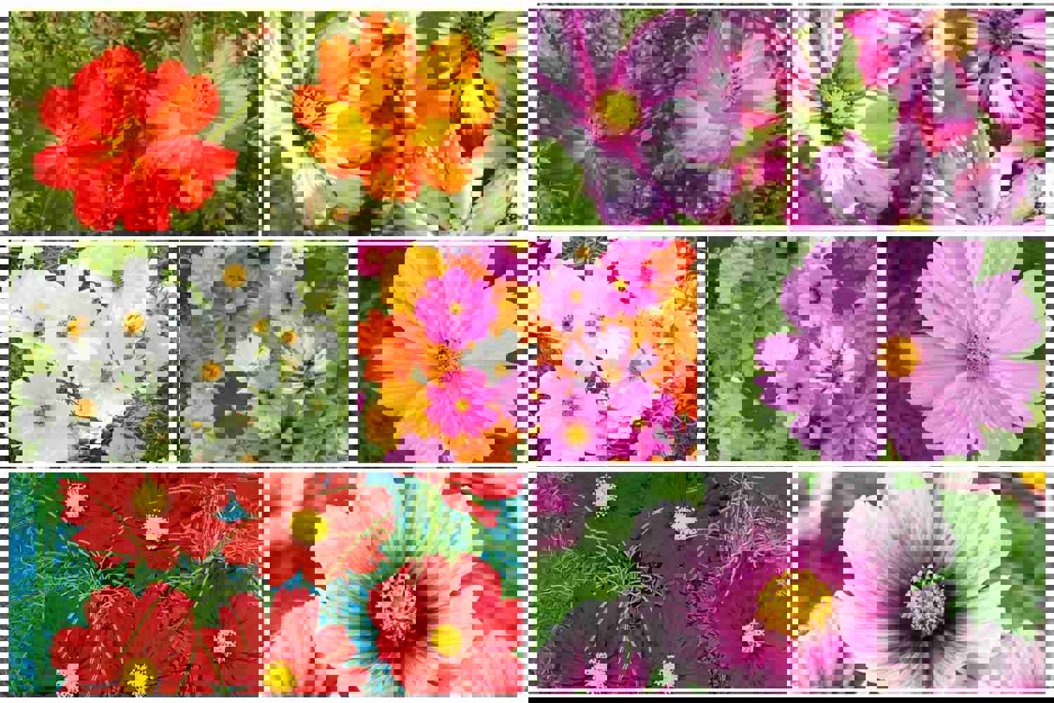 300 Complete Mix Cosmos Flower Seeds