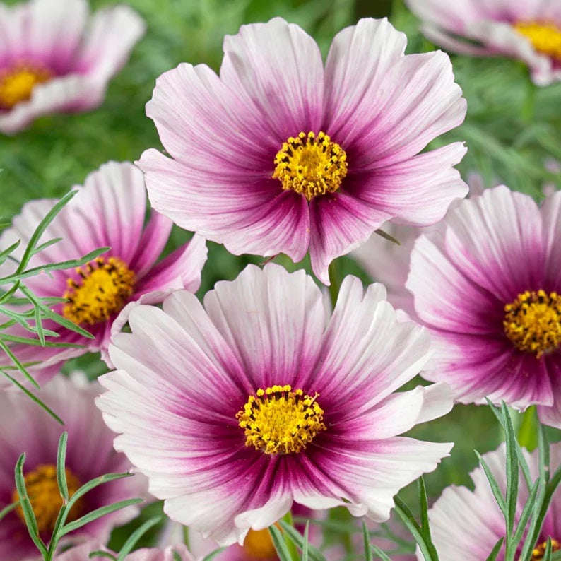 300 Complete Mix Cosmos Flower Seeds