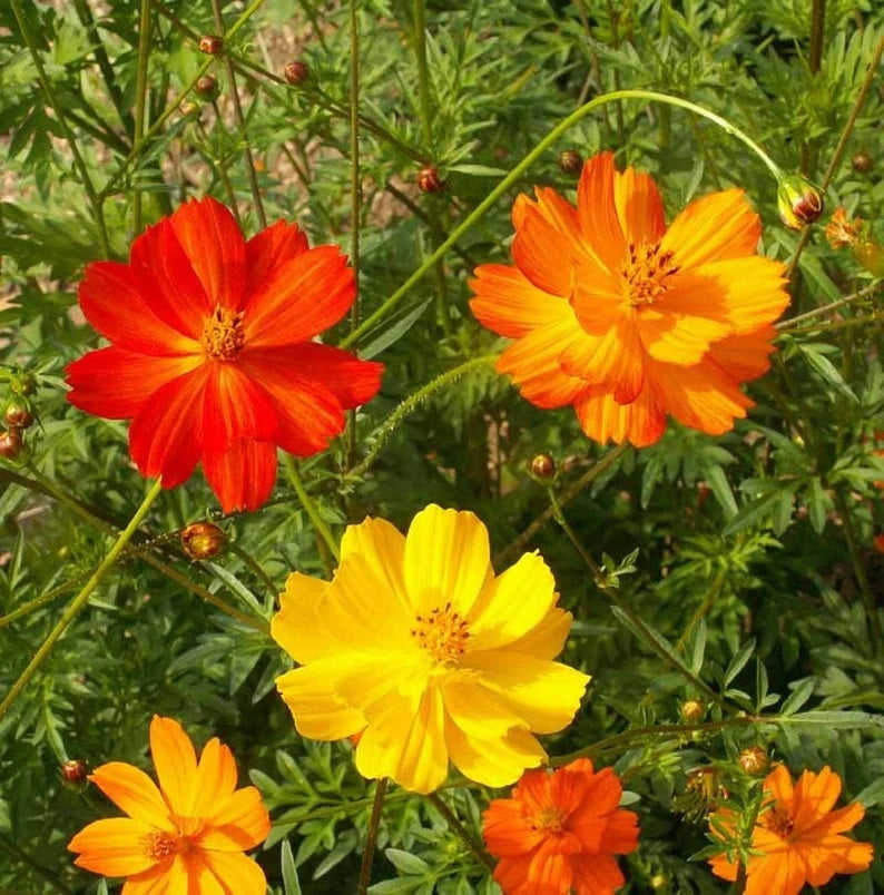 300 Complete Mix Cosmos Flower Seeds