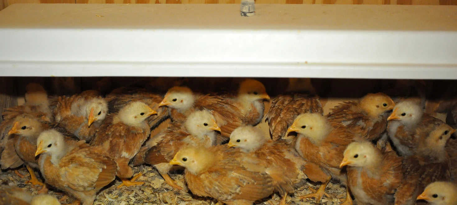 Chicken Coop Heater - Safe Radiant Brooder Heater with 3 Year Warranty