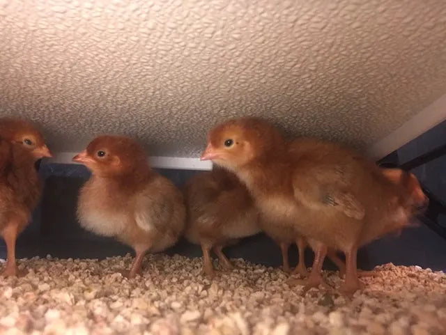 Chicken Coop Heater - Safe Radiant Brooder Heater with 3 Year Warranty