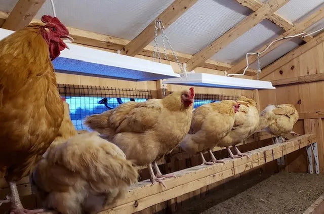 Chicken Coop Heater - Safe Radiant Brooder Heater with 3 Year Warranty