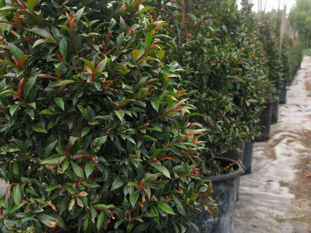 Eugenia Pom Pom Topiary - Live Plant in 10 Inch Pot - Perfect for Outdoor Decor