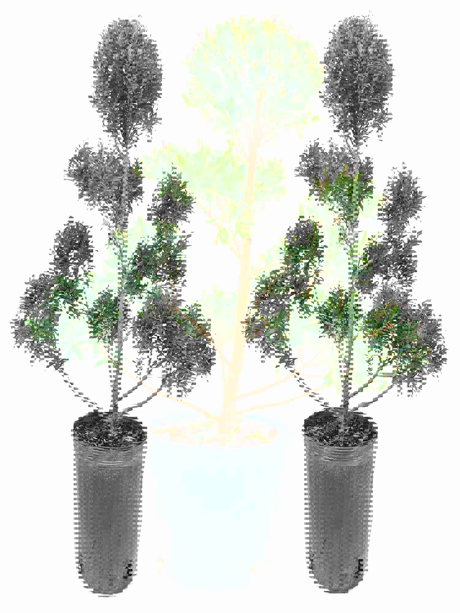 Eugenia Pom Pom Topiary - Live Plant in 10 Inch Pot - Perfect for Outdoor Decor