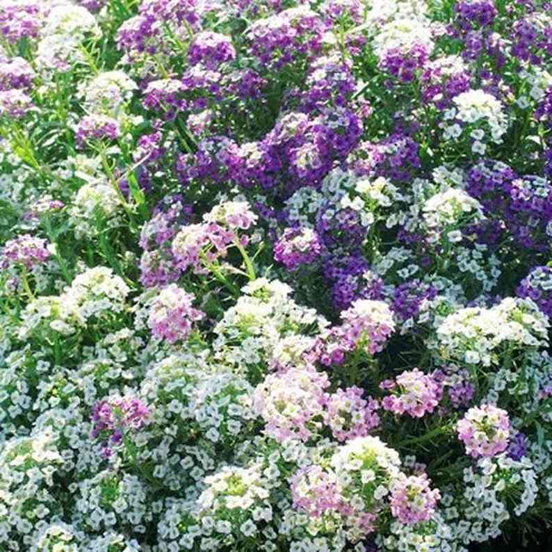 200 Alyssum Magic Circle Flower Seeds - Pastel Purple, Pink & White Mix