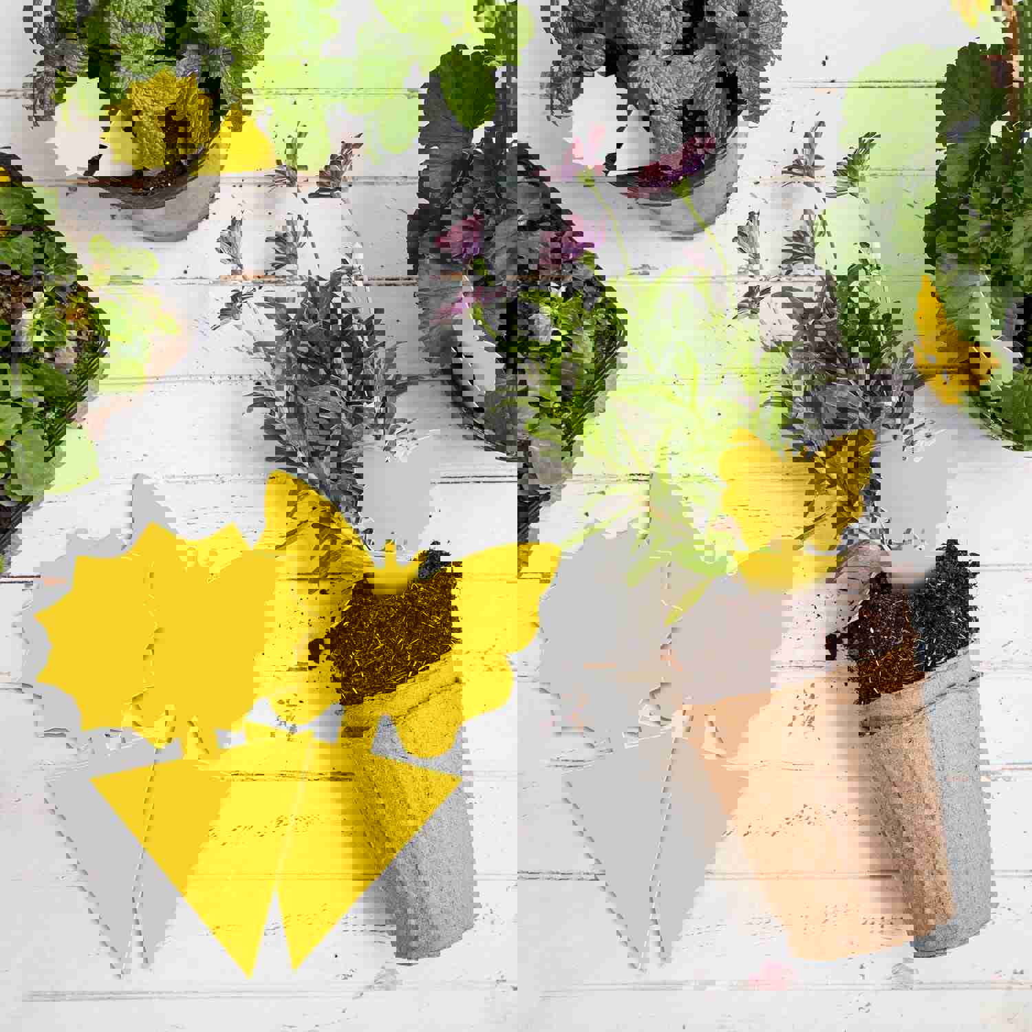 96PCS Yellow Sticky Traps for Fruit Flies, Fungus Gnats, and Flying Insects