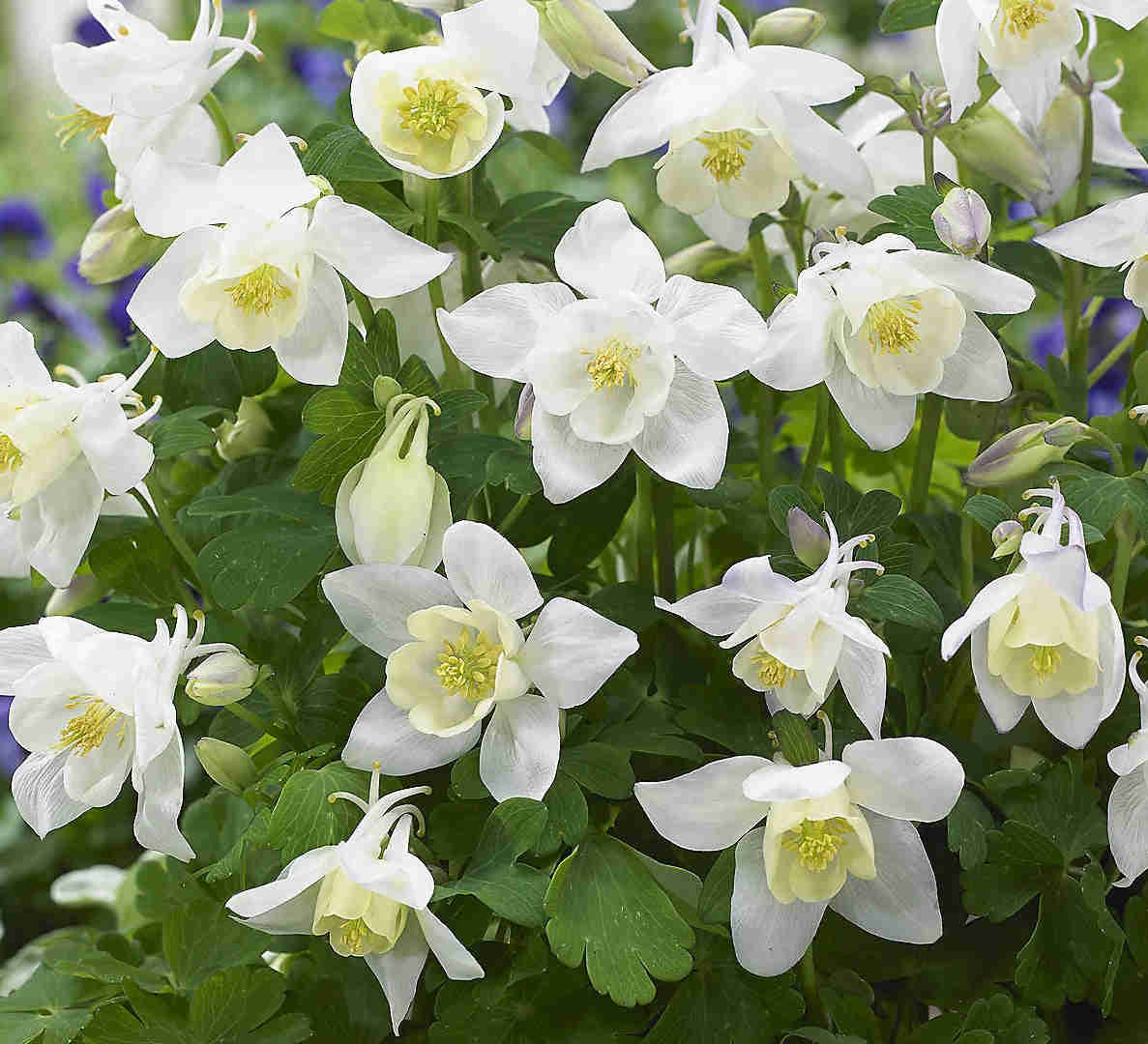 50 White Star Columbine Flower Seeds