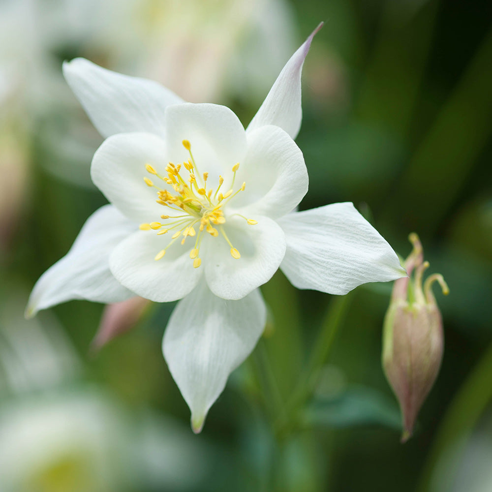 50 White Star Columbine Flower Seeds