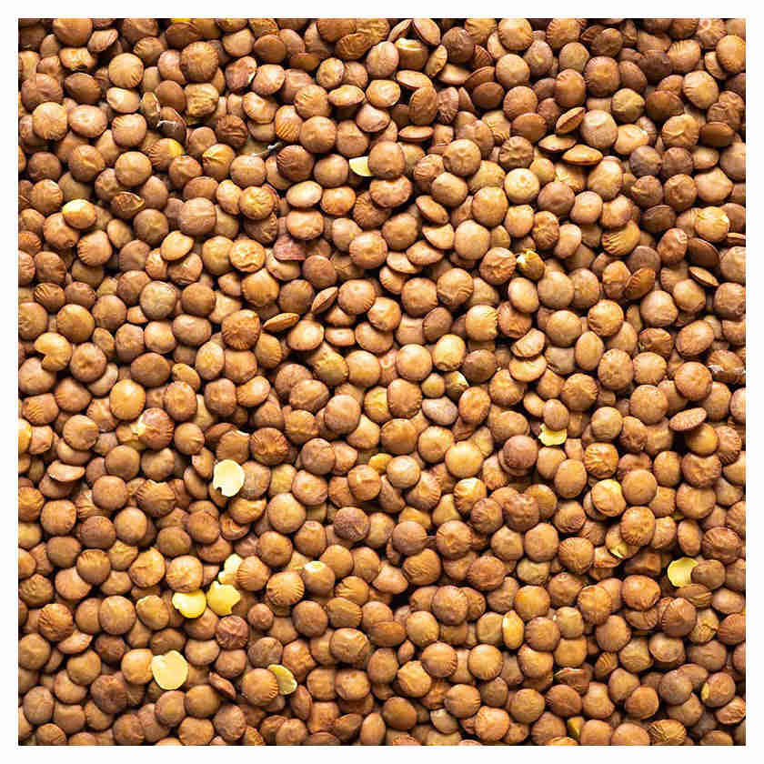 Trésors de Beauce - Organic French Blonde Lentils - Ferme des Trois Rois (Bulk)