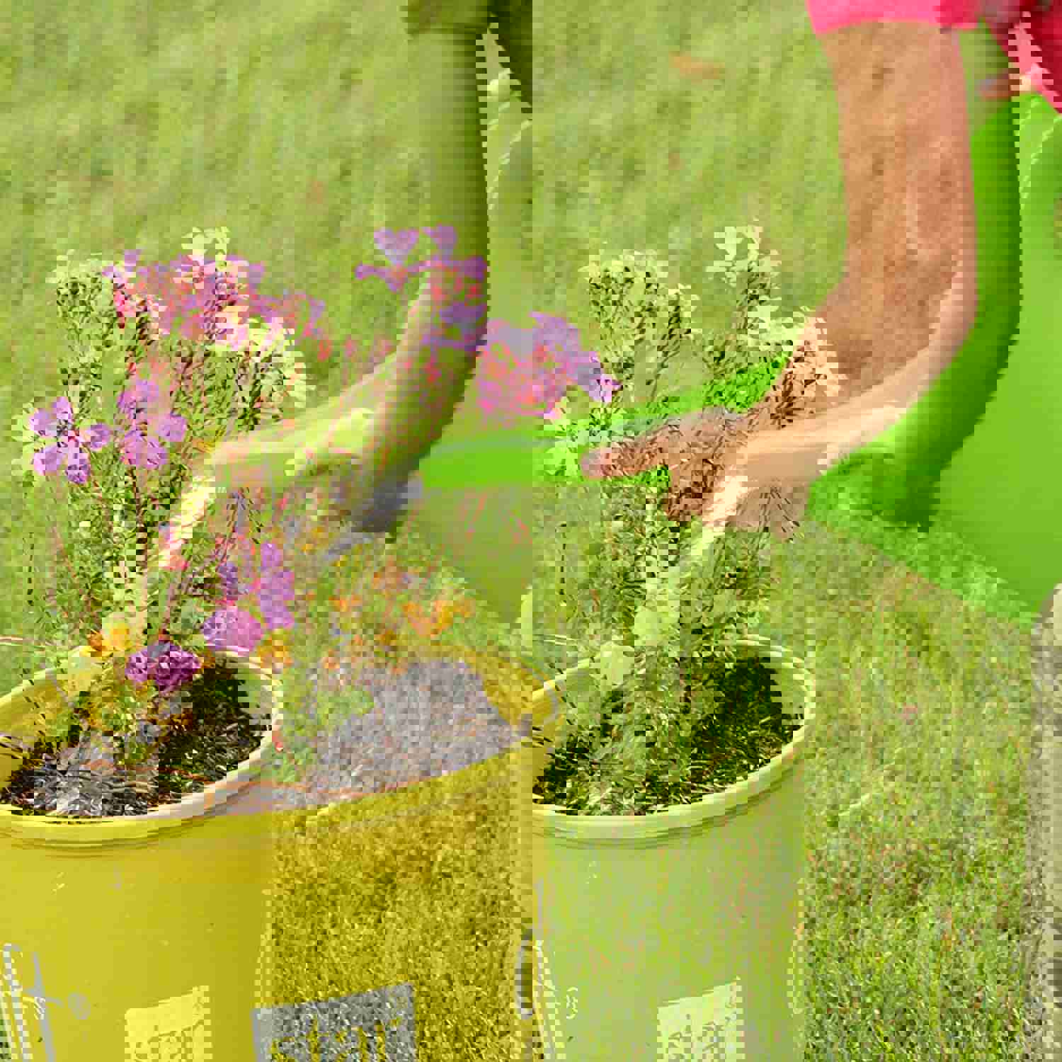 Ashman Set of 12 Watering Cans, 2L Capacity, Assorted Colors for Indoor & Outdoor Use